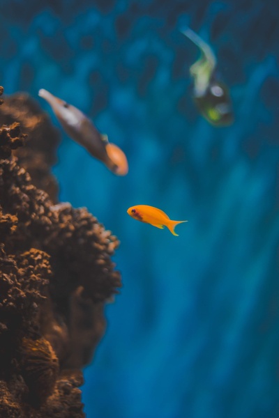 海洋生物的图片-水中的桔子鱼