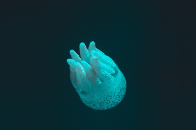 海洋生物的图片-水母特写摄影