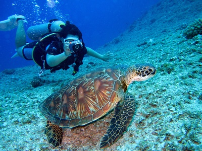 海洋生物的图片-有人给乌龟拍照