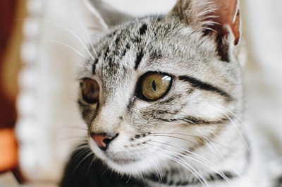 选择性聚焦的图片-虎斑猫特写摄影