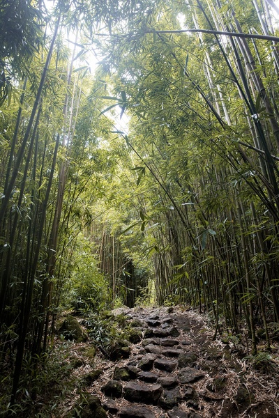 木材的图片-竹林小路