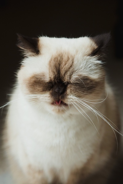 猫的图片-美丽的猫伸出舌头