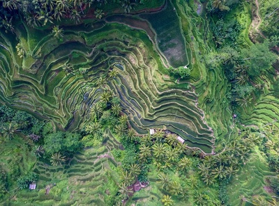 壁纸的图片-梯田俯视图