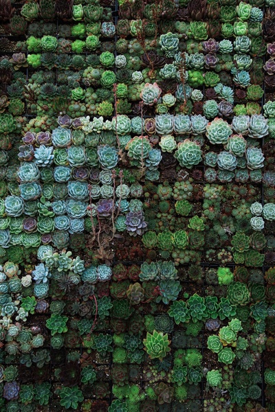 壁纸的图片-花田俯视图