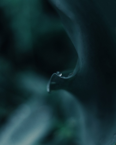 自然的图片-白花近景摄影