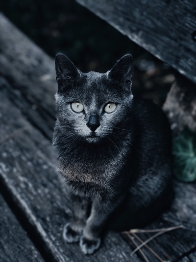 动物的图片-猫的灰度摄影