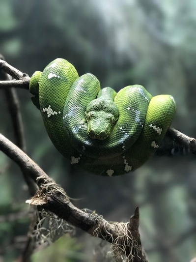 动物的图片-灰色树枝上的青蛇选择性聚焦摄影