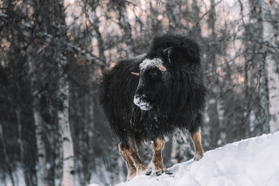 动物的图片-白天在雪地上的黑牛