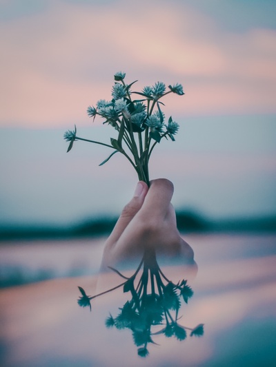 实验性摄影的图片-绿叶花
