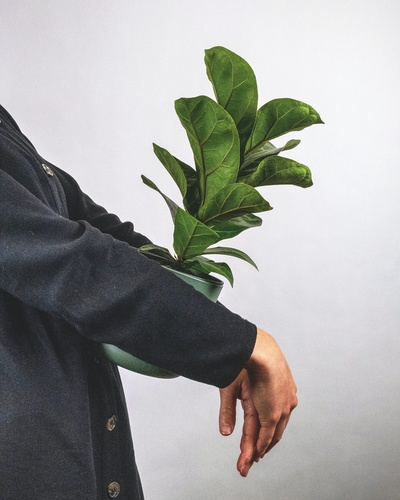 持续性的图片-黑衣人手持绿色植物