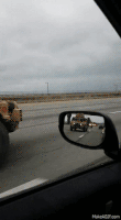 特朗普的gif