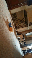 特朗普的gif-cat playing GIF