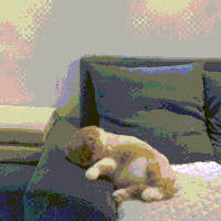 喵星人的gif-cat sleeping GIF