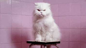 喵星人的gif-angry cat GIF