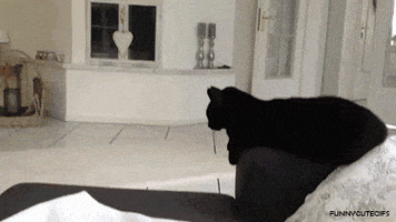 喵星人的gif-high five cat GIF