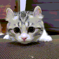 喵星人的gif-cute cat GIF