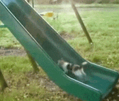 喵星人的gif-cat running GIF