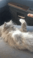 喵星人的gif-fluffy patty cake GIF