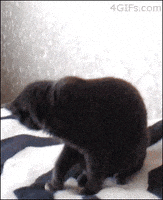 喵星人的gif-shocked cat GIF