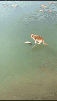 喵星人的gif-frozen fish cat GIF