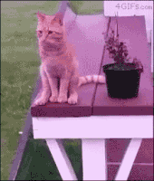 喵星人的gif-cat sits GIF