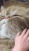 喵星人的gif-cat being GIF