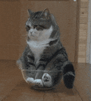 喵星人的gif-bored cat GIF