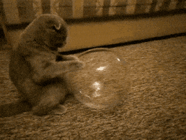 喵星人的gif-cat kitty GIF