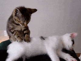 喵星人的gif-cat sleeping GIF