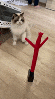 喵星人的gif-cat fan man GIF