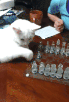 喵星人的gif-smart cat GIF