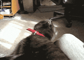 喵星人的gif-sleepy cat GIF