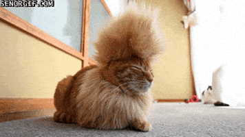 喵星人的gif-cat hairstyle GIF