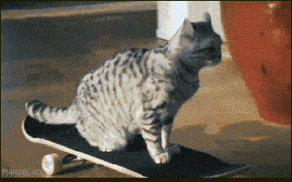 喵星人的gif-cat GIF