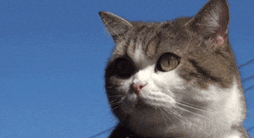 喵星人的gif-cat GIF by Testing 1, 2, 3