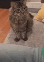 喵星人的gif-cat deal GIF