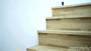 喵星人的gif-cat kitten GIF