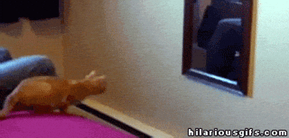 喵星人的gif-cat mirror GIF