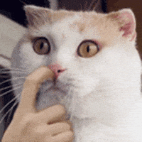 喵星人的gif-cat GIF