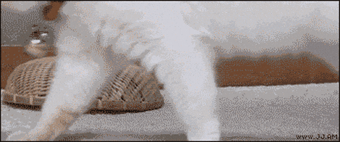 喵星人的gif-cat ninja GIF