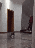 喵星人的gif-saved cat GIF