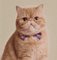 喵星人的gif-cat GIF by Neurads