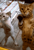喵星人的gif-cat GIF