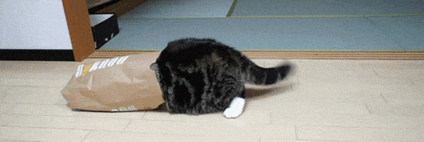 喵星人的gif-fat cat GIF