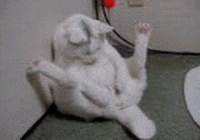 喵星人的gif-cat dirty kitty GIF