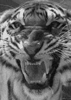 喵星人的gif-black and white tiger GIF