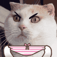 喵星人的gif-angry panties GIF