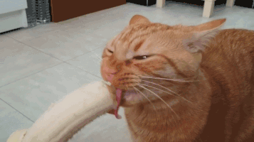 喵星人的gif-cat eat GIF
