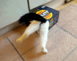 喵星人的gif-stuck cat butt GIF