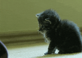 喵星人的gif-cat kitty GIF